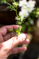 African American woman, Black woman hand fresh green coriander seeds and flowers from the garden,...