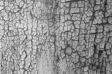 Background from wooden old boards with cracked paint. Vintage green fence texture as abstract background. Craquelure cracks.