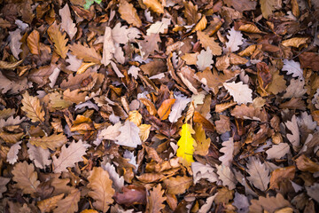 closeup of colorful leaves in autumn