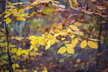 closeup of colorful leaves in autumn
