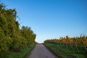 feldweg durch den weinberg