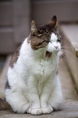 Yawning cat