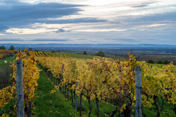 Fototapeta premium vineyard in autumn