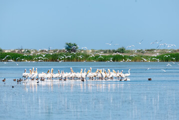 flock of pelicans in the shallow water of the lake. Birdwatching in the wild. Nature of south region in Ukraine.