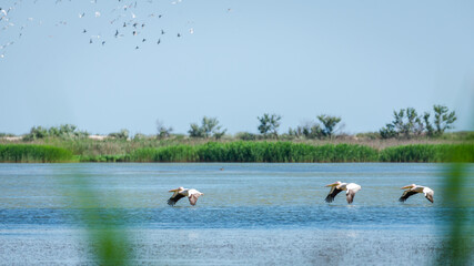 flock of pelicans flies over the water. Birdwatching in the wild. Nature of south region in Ukraine