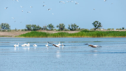 flock of pelicans flies over the water. Birdwatching in the wild. Nature of south region in Ukraine