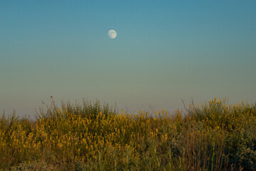Fototapeta premium Moonrise over the steppe grasses. Full moon on a summer evening. Nature of south region in Ukraine.