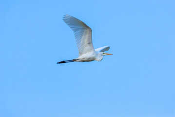 Great White Egret flies in the sky