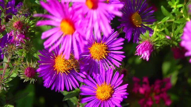 Aster flowers on which a bee collects nectar and pollen in autumn in the garden