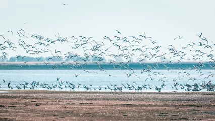 Foto op Plexiglas White herons stays in swallow water and flock of seagulls flies over the water. Birdwatching in the wild. Nature of south region in Ukraine © seakitten
