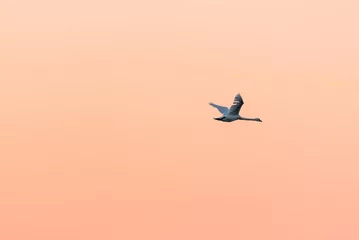 Fotobehang White swan in flight at dawn. Bird in flight at sunset © seakitten
