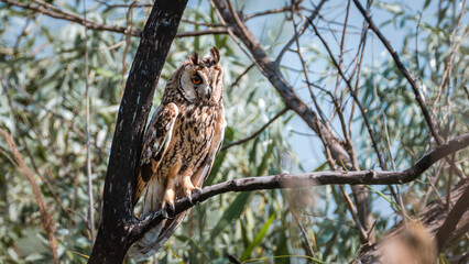Wild Long-eared Owl sitting on the fir-tree branch