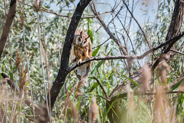 Fototapeta premium Wild Long-eared Owl sitting on the fir-tree branch