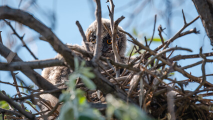 Wild short-eared owl with its chick sits and looks through the branches of the nest