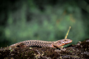 lizard nature colors orange black green