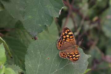 
butterfly green orange black animals insect nature