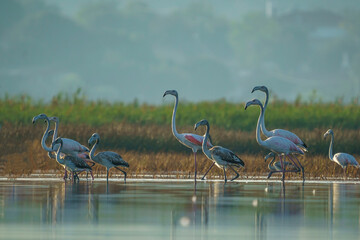 A group of Greater Flamingos (Phoenicopterus roseus) perched standing in a lake