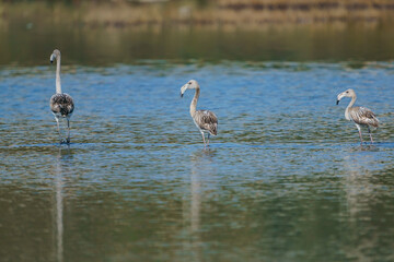 A group of Greater Flamingos (Phoenicopterus roseus) perched standing in a lake