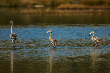 Fototapeta premium A group of Greater Flamingos (Phoenicopterus roseus) perched standing in a lake