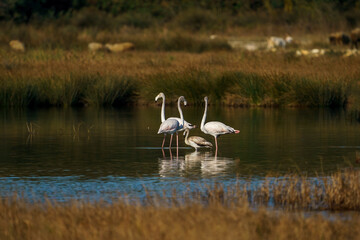 A group of Greater Flamingos (Phoenicopterus roseus) perched standing in a lake