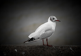 black headed gull