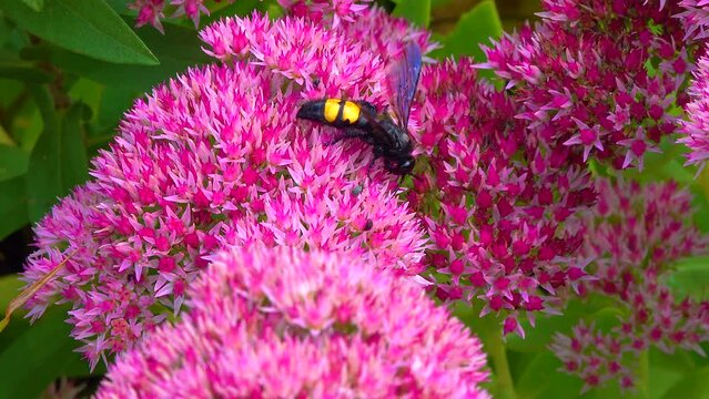 Wasp (Scolia hirta) collects nectar from blooming flowers