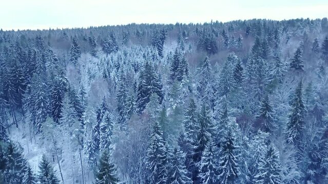 Drone flight over an endless boreal spruce forest in winter. Early, cold winter.