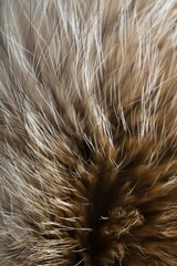 Animal fur close up. Background of gray sable and red fox or chinchilla wool, pile fur texture.