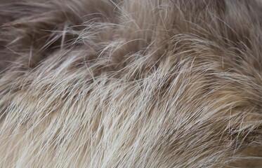 Fototapeta premium Animal fur close up. Background of gray sable and red fox or chinchilla wool, pile fur texture.