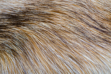 Animal fur close up. Background of gray sable and red fox or chinchilla wool, pile fur texture.