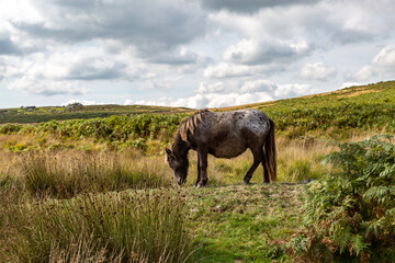 A Dartmoor Pony in Dartmoor National Park, Devon