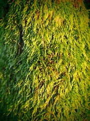 Close-up of bright green moss texture growing on tree trunk
