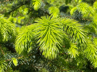 Close-up of scots pine tree new green growth - pinus sylvestris