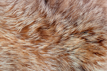 Black fox fur close up. Background of gray animal fur chinchilla, texture of fur pile.