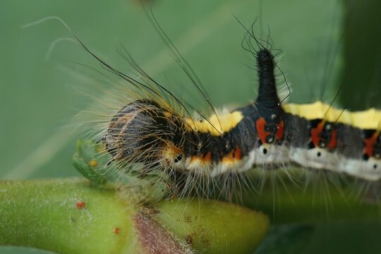 Clsoeup shot of an Acronicta tridens on a leaf