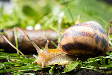 Helix pomatia snail leisurely crawls on the grass.