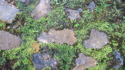 The mossy stone wall as the background