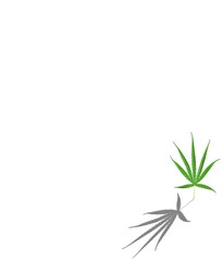 Marijuana leaves, Cannabis leaves, a medicinal plant used in medicine.
