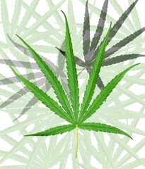 Marijuana leaves, Cannabis leaves, a medicinal plant used in medicine.