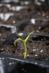 Growing peppers from seeds. Step 4 - First Sprout