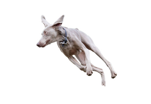 Artistic photo of a moving weimaraner dog with a gwhite background