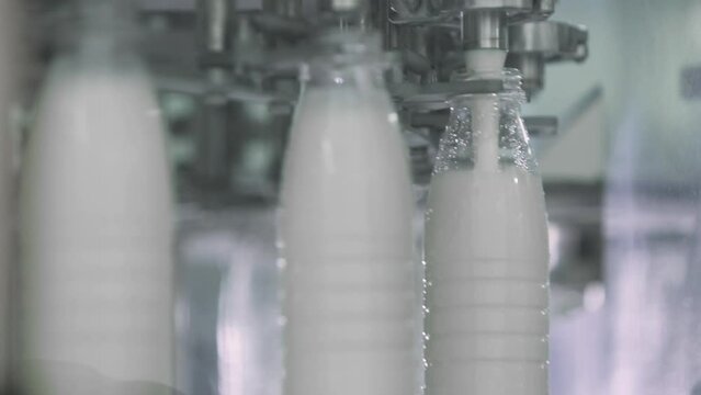 Automated production line at the Dairy Food Facility. Multiple plastic milk bottles are being filled with milk on an automated production line. Pouring milk on automated production line.