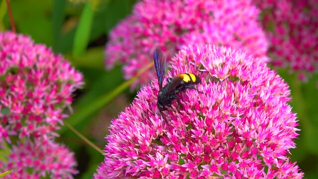 Wasp (Scolia hirta) collects nectar from blooming flowers