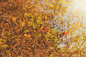 Rosehip on a bush in autumn season.