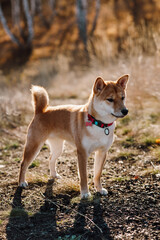 Red-haired Shiba Inu puppy on autumn foliage in the forest