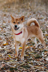Red-haired Shiba Inu puppy on autumn foliage in the forest