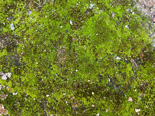green leaves background