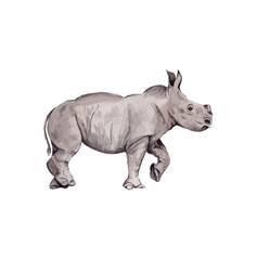 Fototapeta na wymiar Illustrated Baby Rhinoceros painted in watercolor