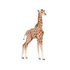 Obraz premium Illustration of a Baby Giraffe