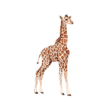 Illustration of a Baby Giraffe